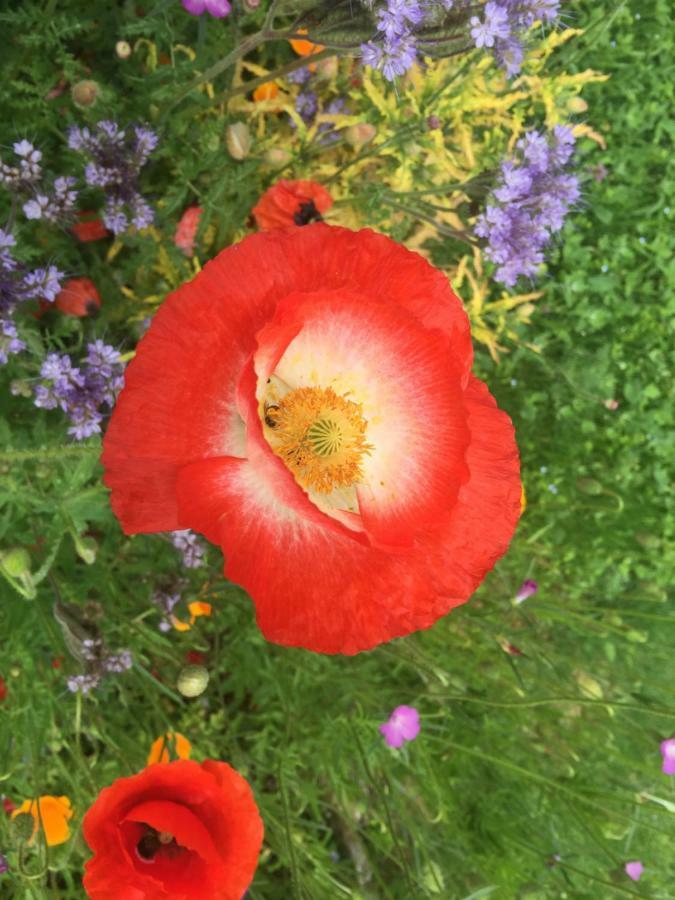 Jolie Halte Normande * Balines